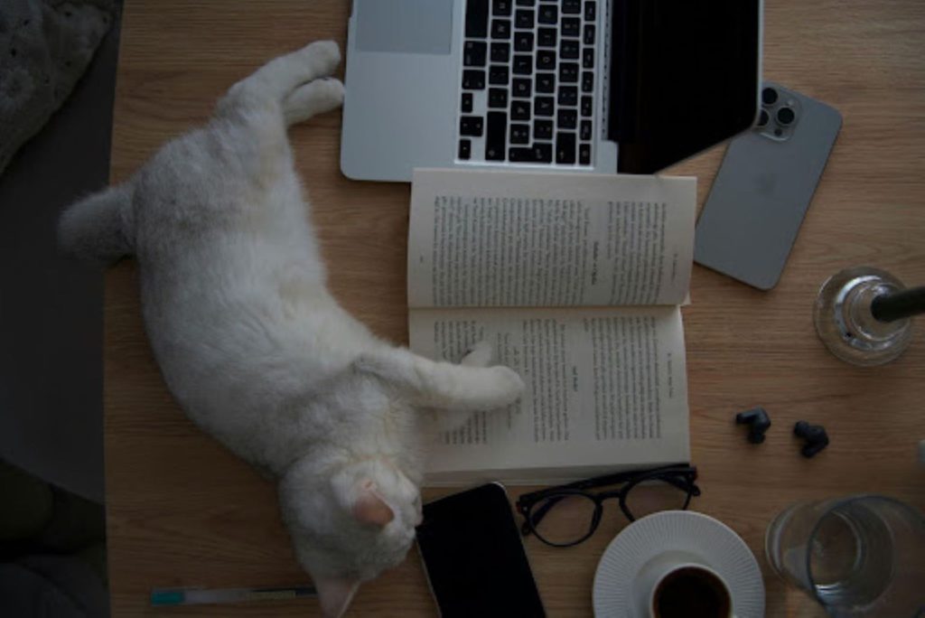 cat lying across a book